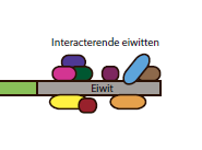 schematische weergave interacterende eiwitten