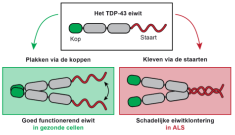 Schema TDP-eiwit